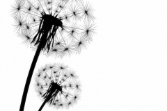 Dandelion Tattoo