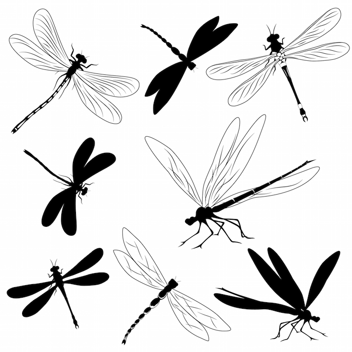 Dragonfly Tattoo Meanings - Tattoos With Meaning