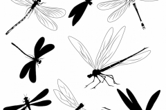 Dragonfly Tattoo