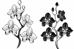 Orchid Tattoo