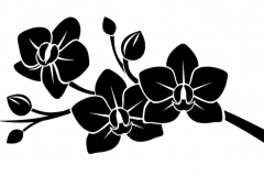 Orchid Tattoo