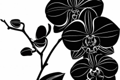 Orchid Tattoo