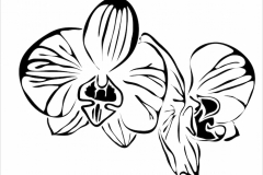 Orchid Tattoo